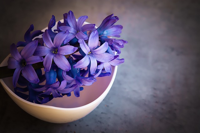 hyacinth-1403653_640
