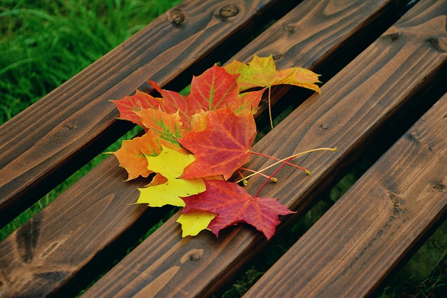 fall-foliage-1740841_640